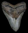 Megalodon Tooth - North Carolina #36232-1